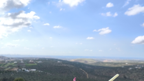 מתחם התצפית 