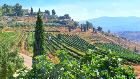 מסעדת יקב כביר