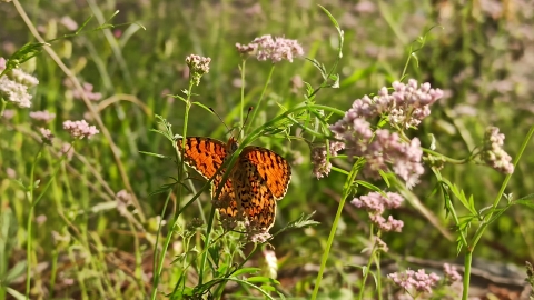 מעמק להר - תיירות וטיילות בצפון השומרון
