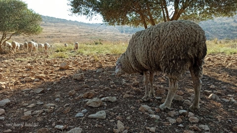 מעמק להר - תיירות וטיילות בצפון השומרון