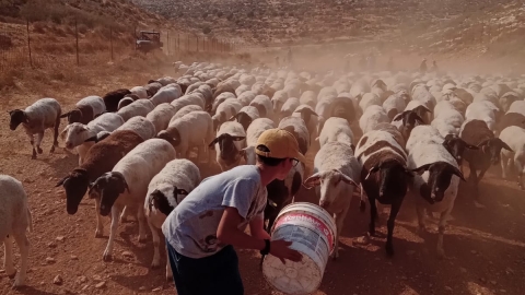 חוות השקדים