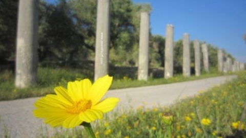 סבסטיה: שומרון הקדומה