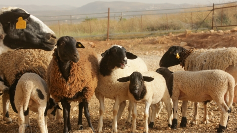 חוות גבעות עולם