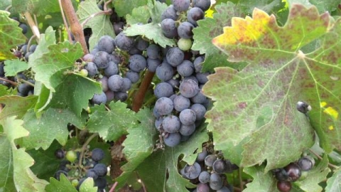 יקב טל מנשה