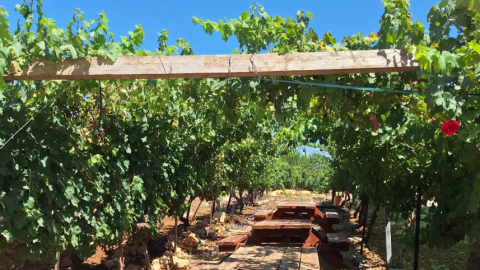 יקב טל מנשה