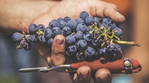 יקב הר ברכה