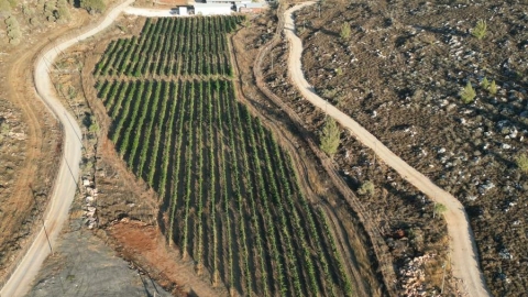 חאן בין הכרמים